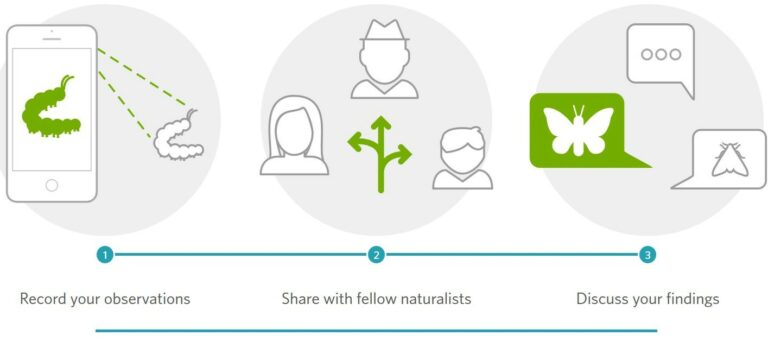 Inaturalist infographic